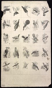 Uncut sheet of cards showing 25 birds LCCN2013650027