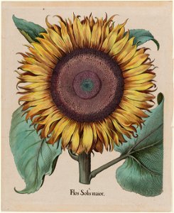 Unidentified artist - Large Sunflower (Flos Solis Maior), plate 1 from part 5, B. Besler, Hortus Eystettensis, 1713 edit... - Google Art Project. Free illustration for personal and commercial use.