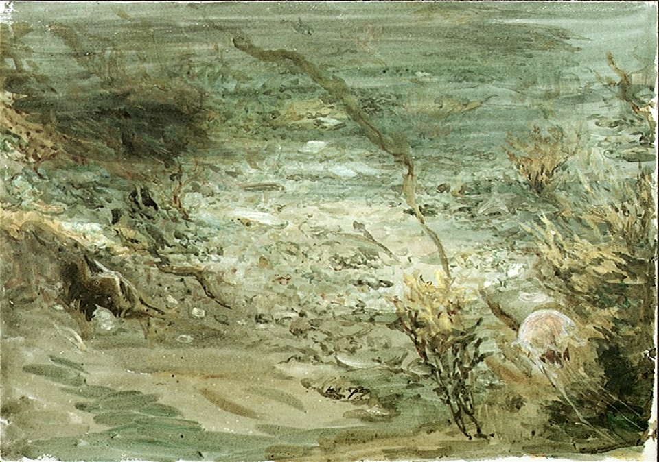 Underwater scene with seaweed, jellyfish and a starfish RMG PU0491