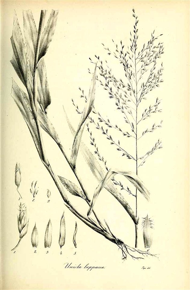 Uniola lappacea - Species graminum - Volume 3
