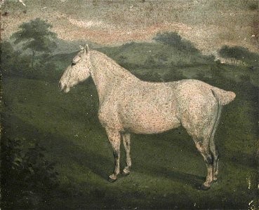 Unknown artist - A White Horse - 648436 - National Trust