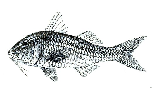 Upeneus luteus Ford 31