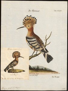 Upupa epops - 1700-1880 - Print - Iconographia Zoologica - Special Collections University of Amsterdam - UBA01 IZ16100009