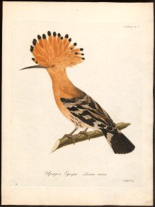 Upupa epops - 1800-1812 - Print - Iconographia Zoologica - Special Collections University of Amsterdam - UBA01 IZ16100001
