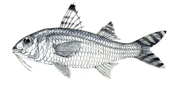 Upeneoides vittatus Ford 30