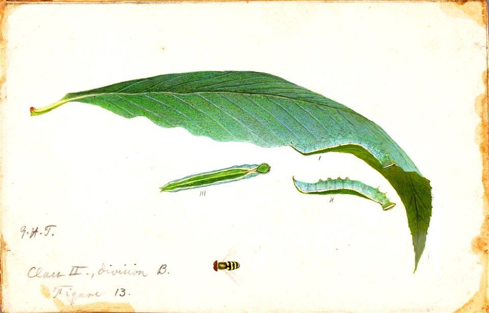 Unspotted Beach Leaf Edge Caterpillar SAAM-1950.2.23 1