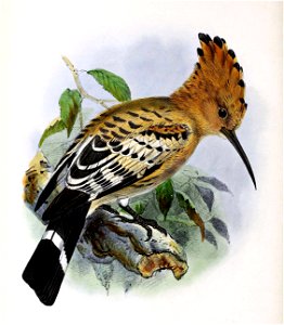 Upupa epops 1873