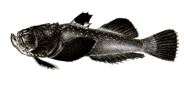 Uranoscopus marmoratus Ford 55