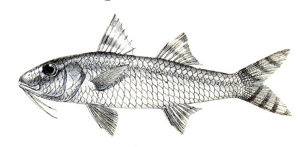 Upeneoides bensasi Ford 30