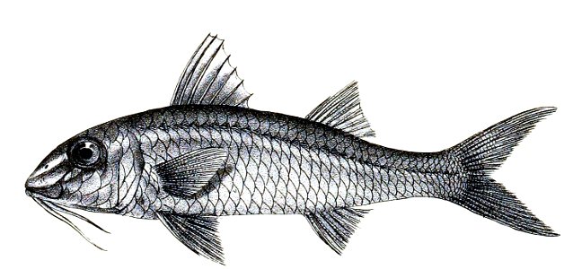 Upeneoides flavolineatus Ford 30