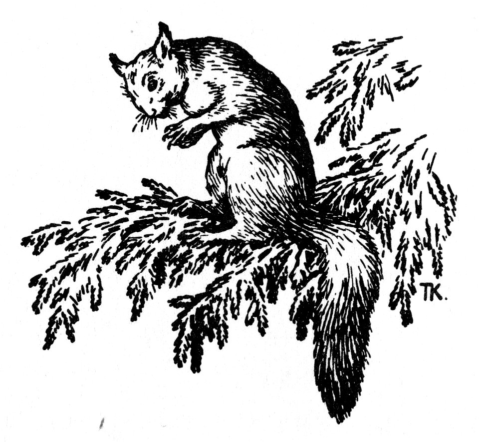 Unknown- squirrel