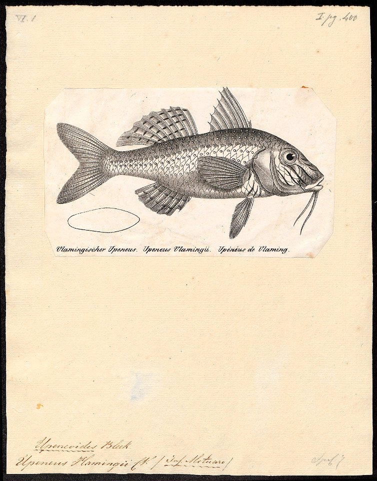 Upeneoides vlamingii - 1809-1845 - Print - Iconographia Zoologica - Special Collections University of Amsterdam - UBA01 IZ13000305