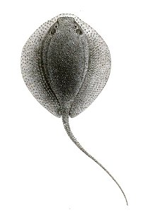Urogymnus asperrimus Day 195