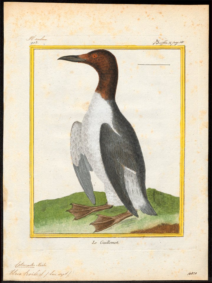 Uria troile - 1700-1880 - Print - Iconographia Zoologica - Special Collections University of Amsterdam - UBA01 IZ17800295