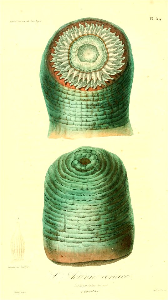 Urticina felina 1831