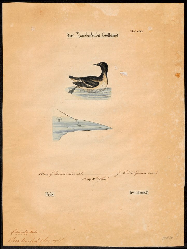 Uria troile - 1700-1880 - Print - Iconographia Zoologica - Special Collections University of Amsterdam - UBA01 IZ17800305