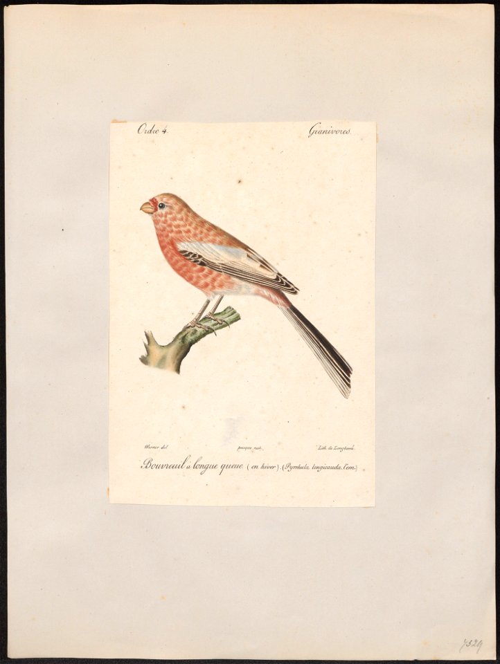 Uragus sibiricus - 1842-1848 - Print - Iconographia Zoologica - Special Collections University of Amsterdam - UBA01 IZ16000131