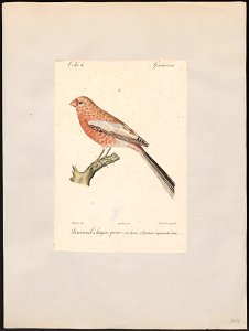 Uragus sibiricus - 1842-1848 - Print - Iconographia Zoologica - Special Collections University of Amsterdam - UBA01 IZ16000131