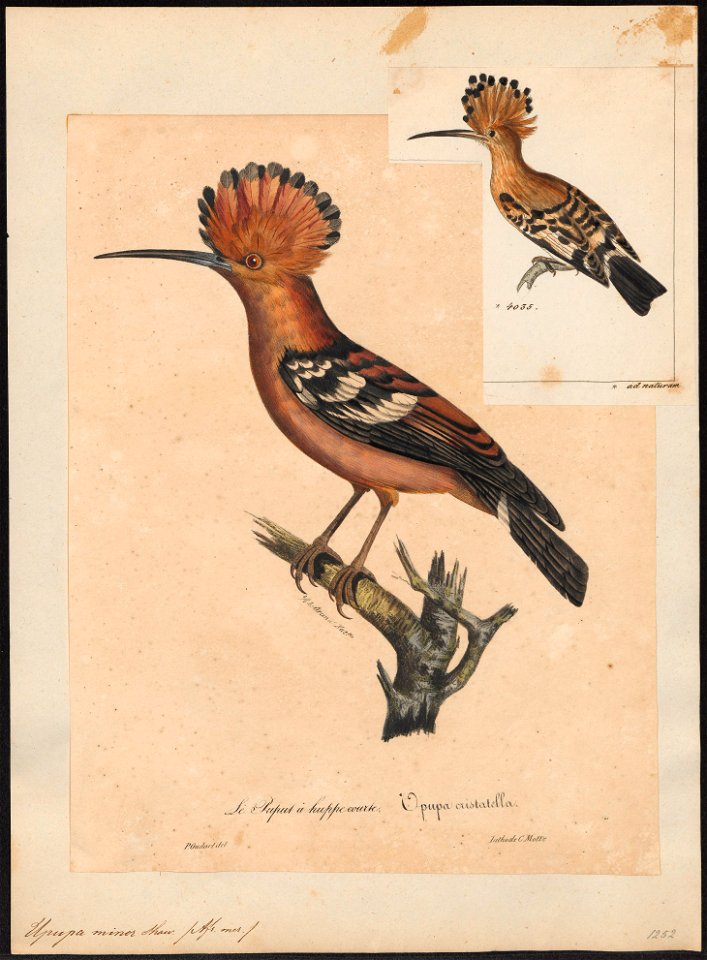 Upupa minor - 1825-1834 - Print - Iconographia Zoologica - Special Collections University of Amsterdam - UBA01 IZ16100015