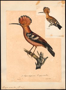 Upupa minor - 1825-1834 - Print - Iconographia Zoologica - Special Collections University of Amsterdam - UBA01 IZ16100015