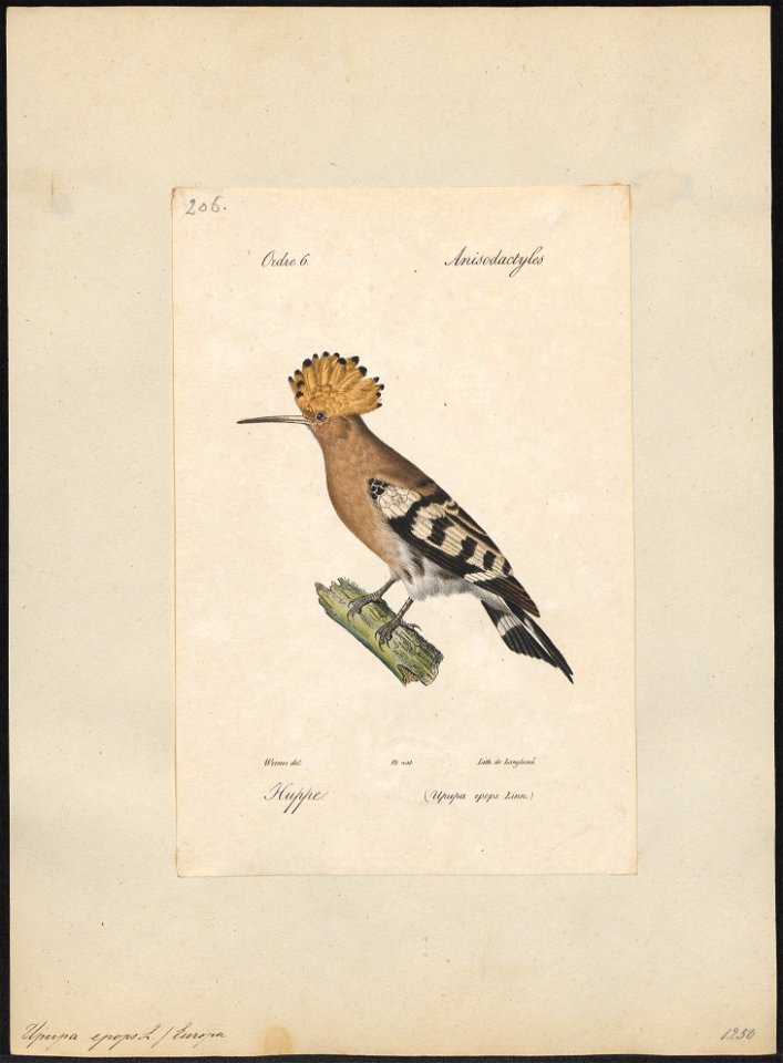 Upupa epops - 1842-1848 - Print - Iconographia Zoologica - Special Collections University of Amsterdam - UBA01 IZ16100011