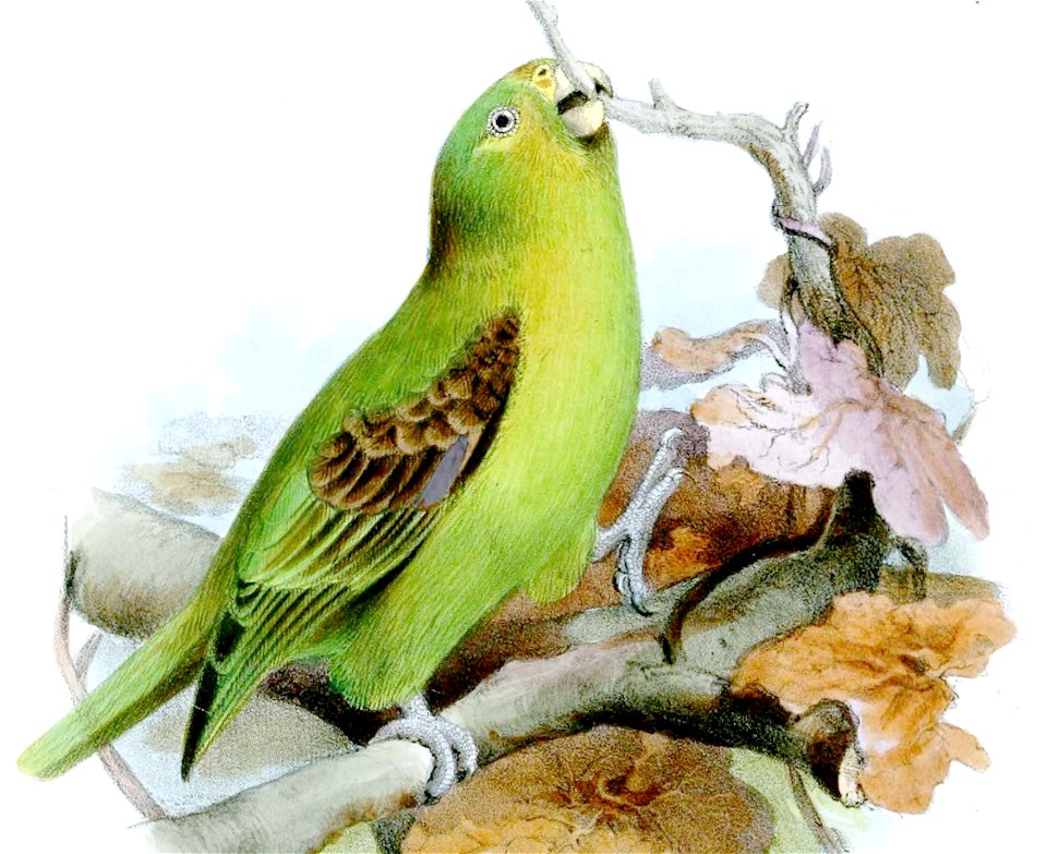 UrochromaStictopteraWolf (cropped)