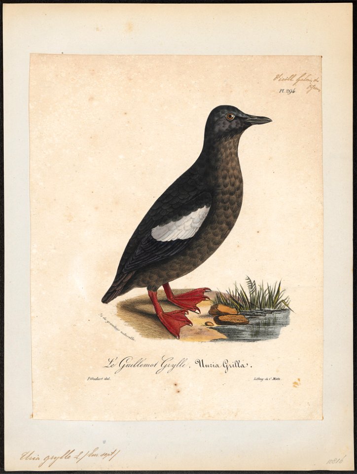 Uria grylle - 1825-1834 - Print - Iconographia Zoologica - Special Collections University of Amsterdam - UBA01 IZ17800281