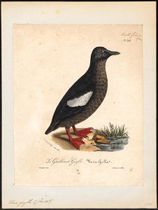 Uria grylle - 1825-1834 - Print - Iconographia Zoologica - Special Collections University of Amsterdam - UBA01 IZ17800281