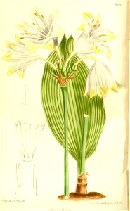 Urceocharis edentata 137-8359