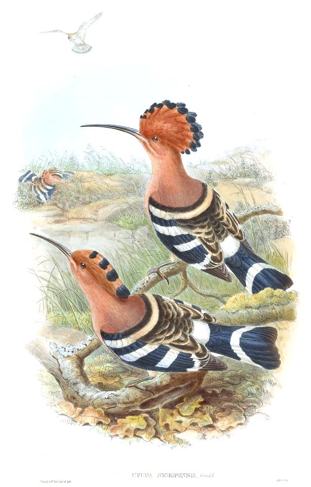 UpupaNigripennisGould