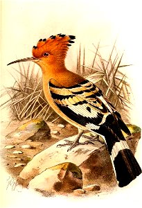UpupaSomalensisKeulemans (cropped)