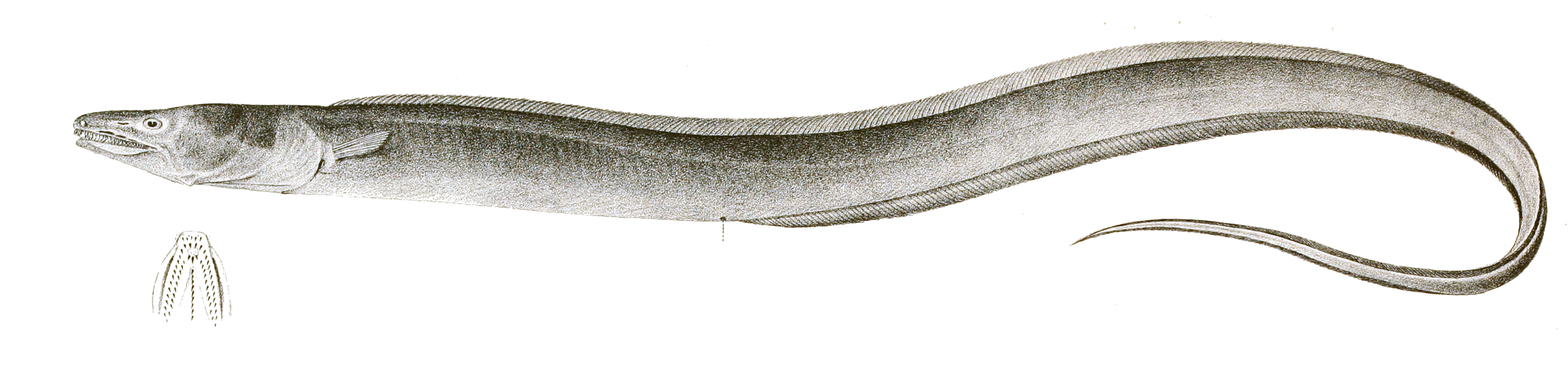 Uroconger lepturus Achilles 170