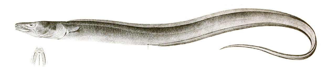 Uroconger lepturus Achilles 170
