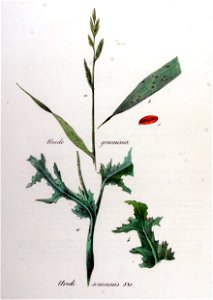 Uredo graminis — Flora Batava — Volume v11