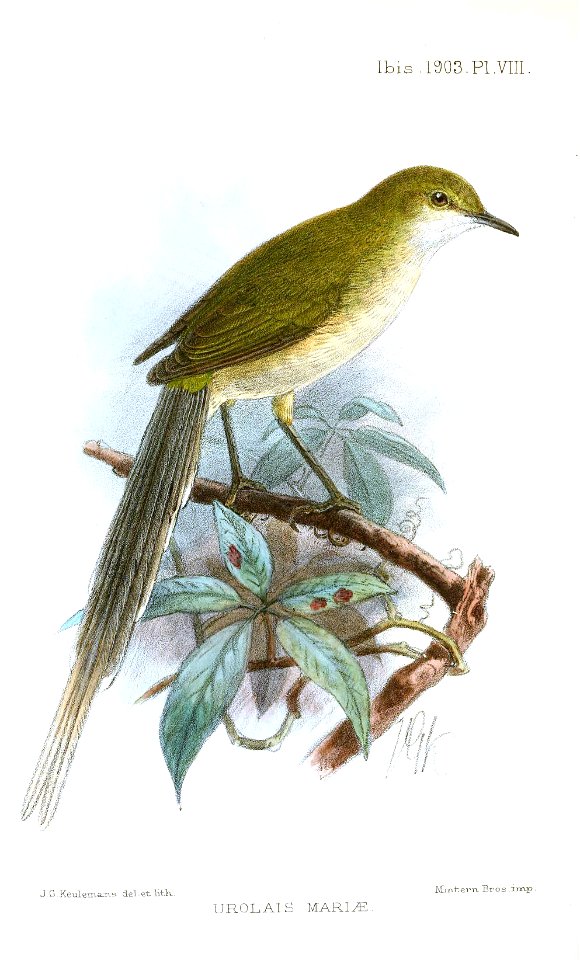 UrolaisMariaeKeulemans