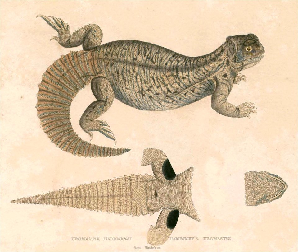 Uromastyx hardwickii Hardwicke
