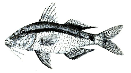 Upeneus macronemus Ford 31
