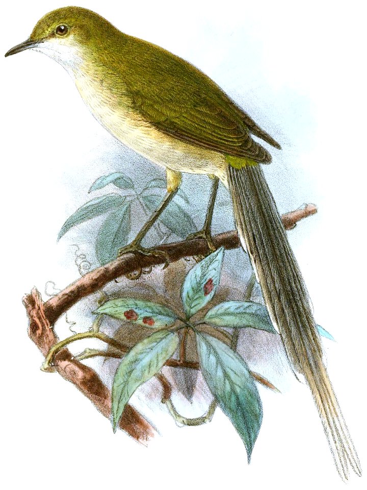 Urolais epichlorus