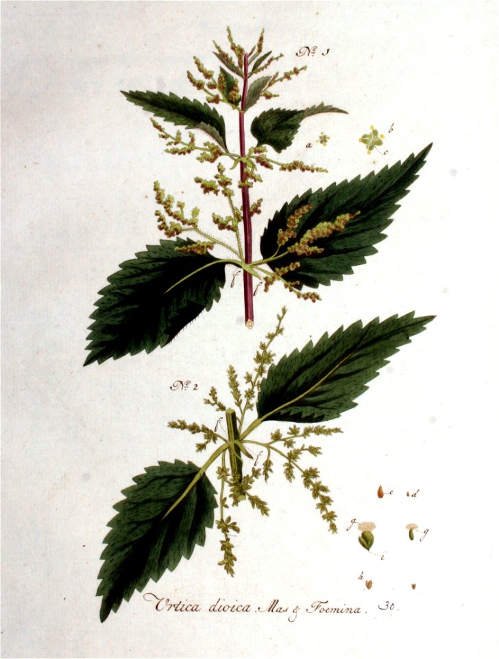 Urtica dioica — Flora Batava — Volume v1
