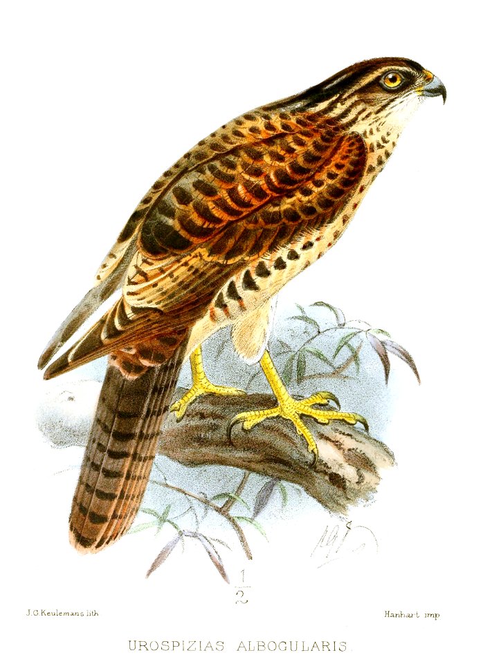 UrospiziasAlbogularisKeulemans
