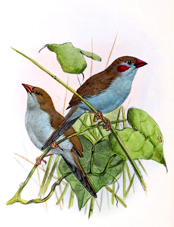 Uraeginthus bengalus 1873