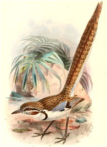 Uratelornis chimaera Keulemans
