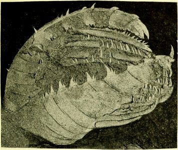 USNM PAL 57490