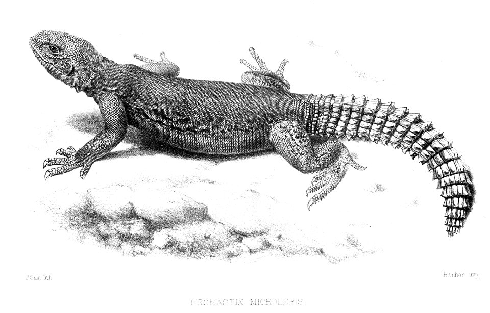 UromastyxMicrolepisSmit
