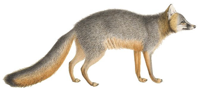 Urocyon cinereoargenteus (white background)