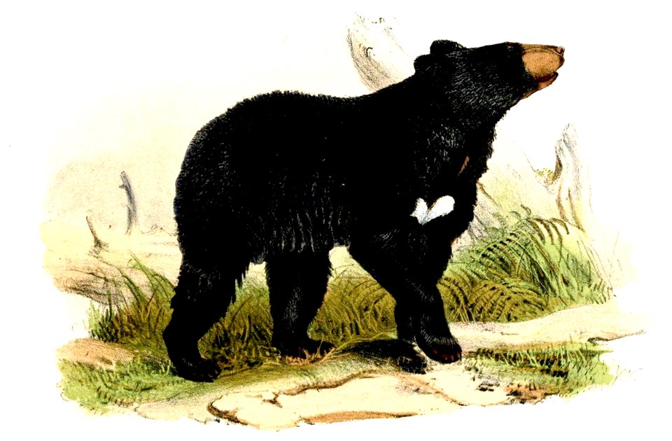 UrsusNasutusWolf