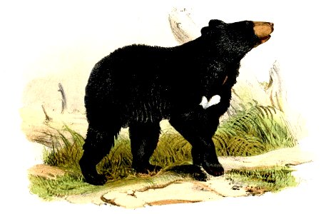 UrsusNasutusWolf