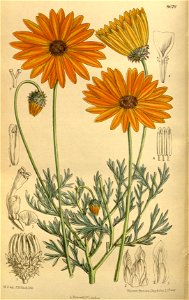 Ursinia cakilefolia 142-8676