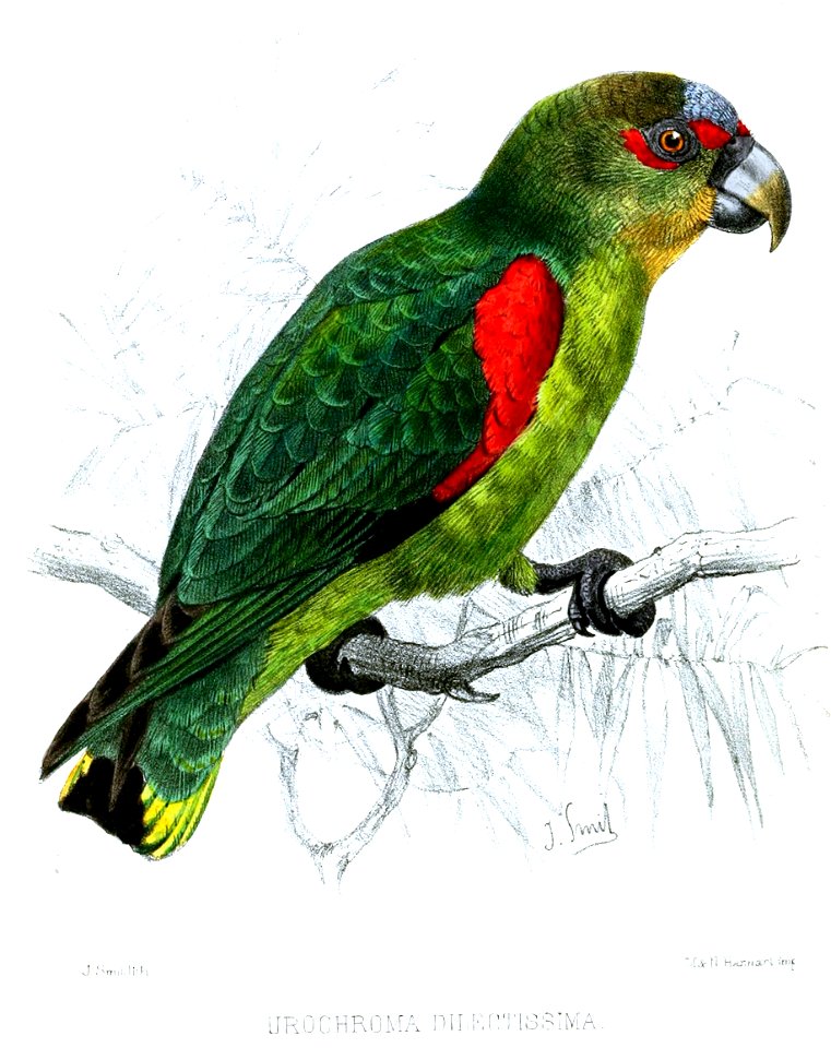 UrochromaDilectissimaSmit