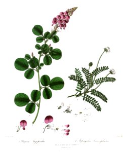 UrariaAstragalusRoyle